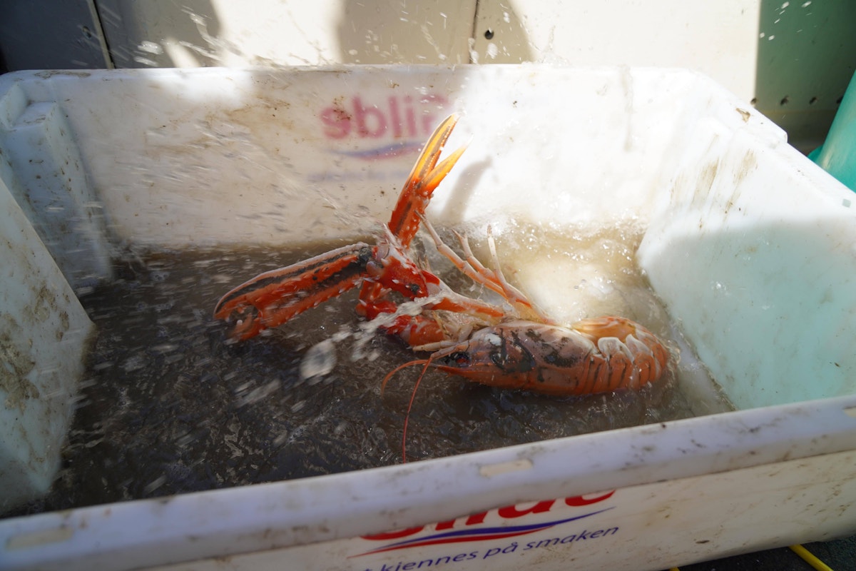 Kreps eller hummer, liggende i en fiskebalje