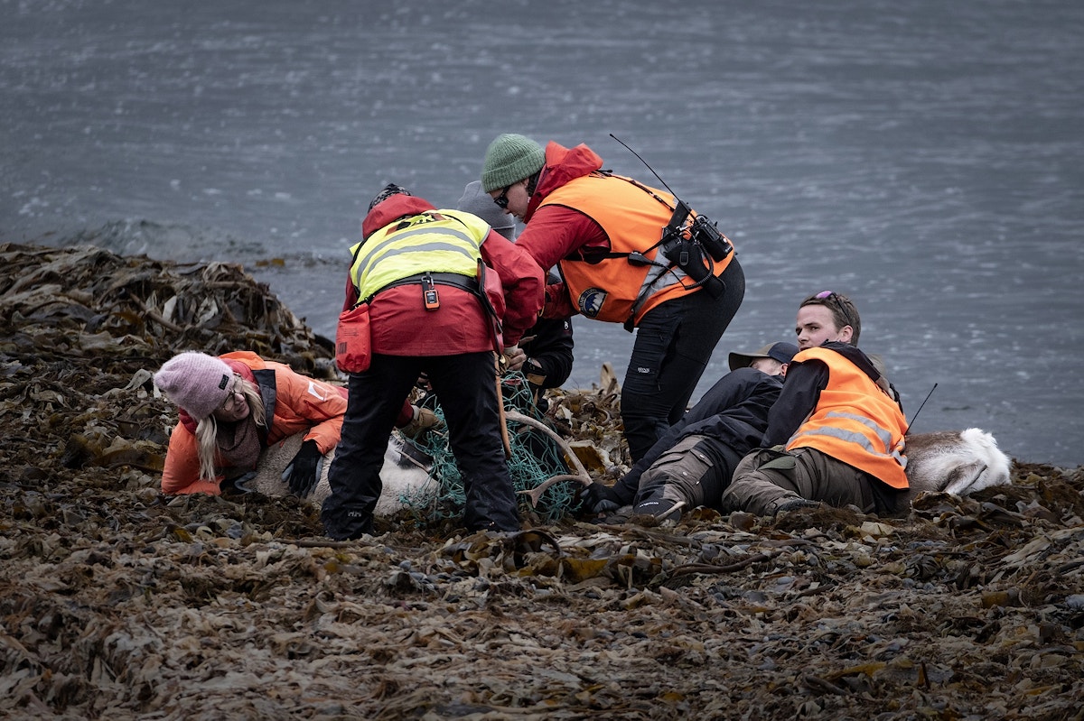 Fire personer ligger over et reinsdyr og forsøker å få det løs av et fiskegarn.