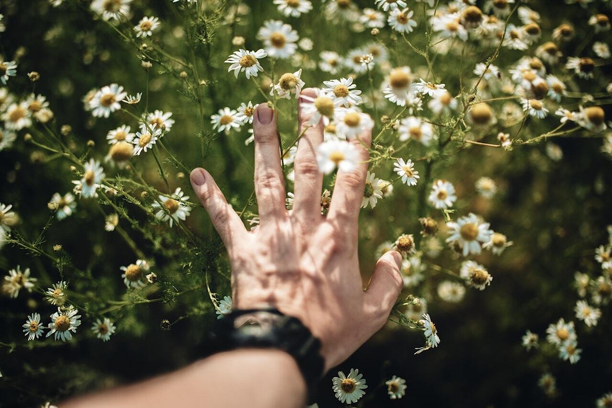 Utstrukken hånd som tar forsiktig på små hvite blomster