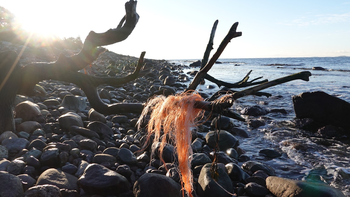 Oransje plasttråd hengende i en grein på en steinete strand